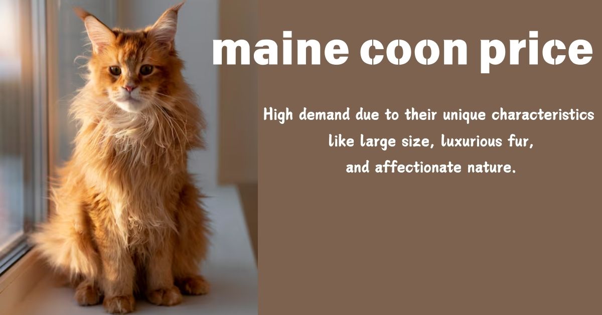 maine coon price