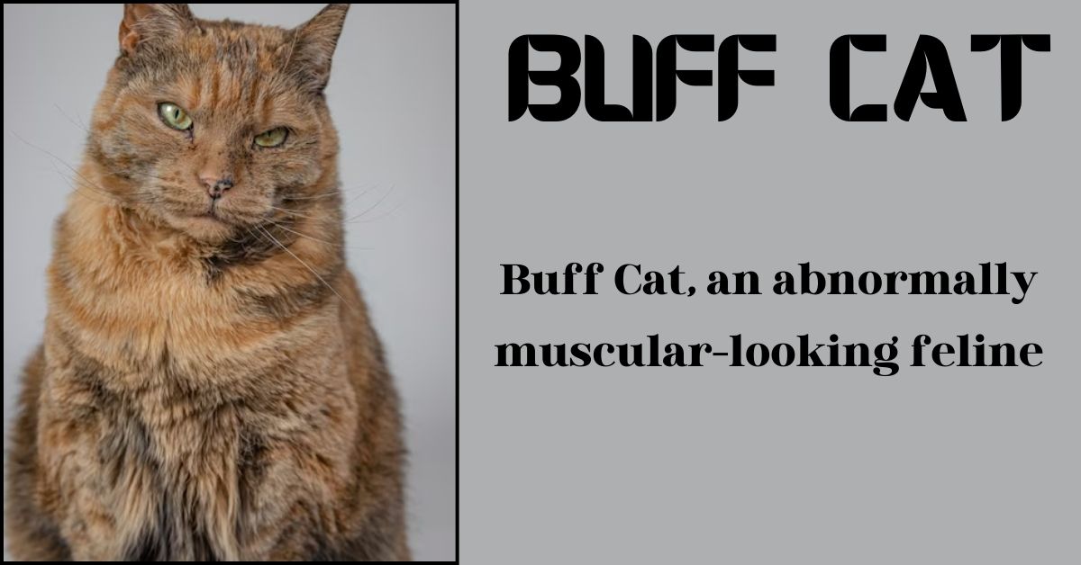 buff cat