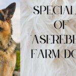 aserebest farm dogs