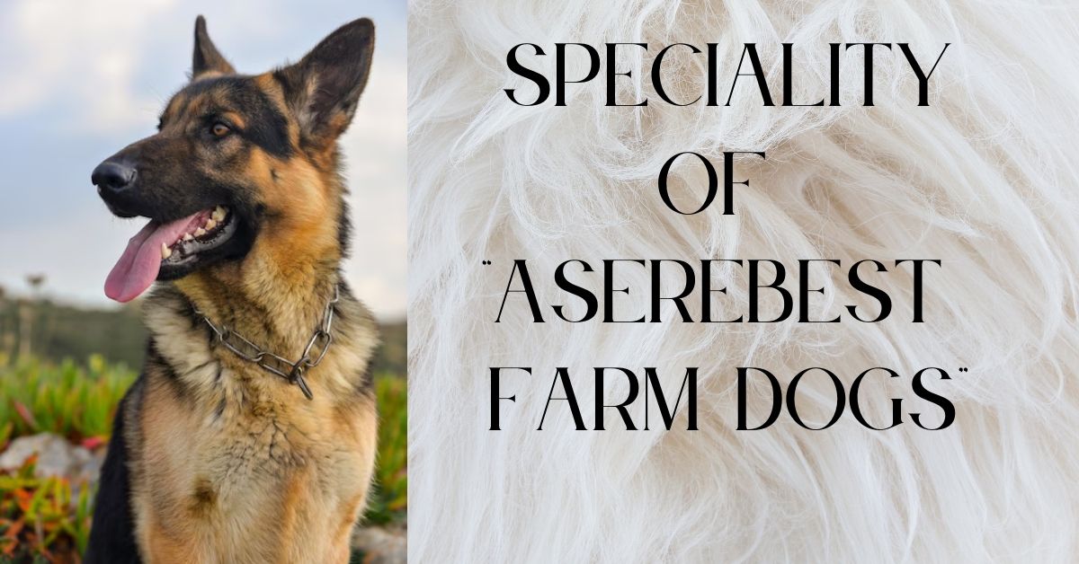 aserebest farm dogs