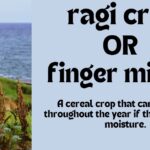 ragi crop