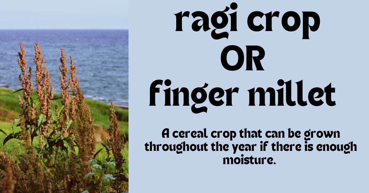 ragi crop